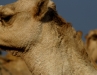 Camel, Burqash by Youssef Rakha