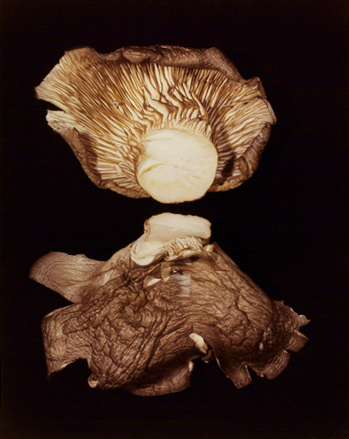 <strong>Hollis Frampton</strong>Oyster Shell (Pleurotis Ostreatus)7 in portfolio ADSVMVS ABSVMVS 2 in an edition of 14, 1982Chromogenic color print,49.85 x 39.6 cmVisual Studies Workshop CollectionGift of the artist1986:0018:0009Aperture: 8Camera: NIKON D60Iso: 100Orientation: 1