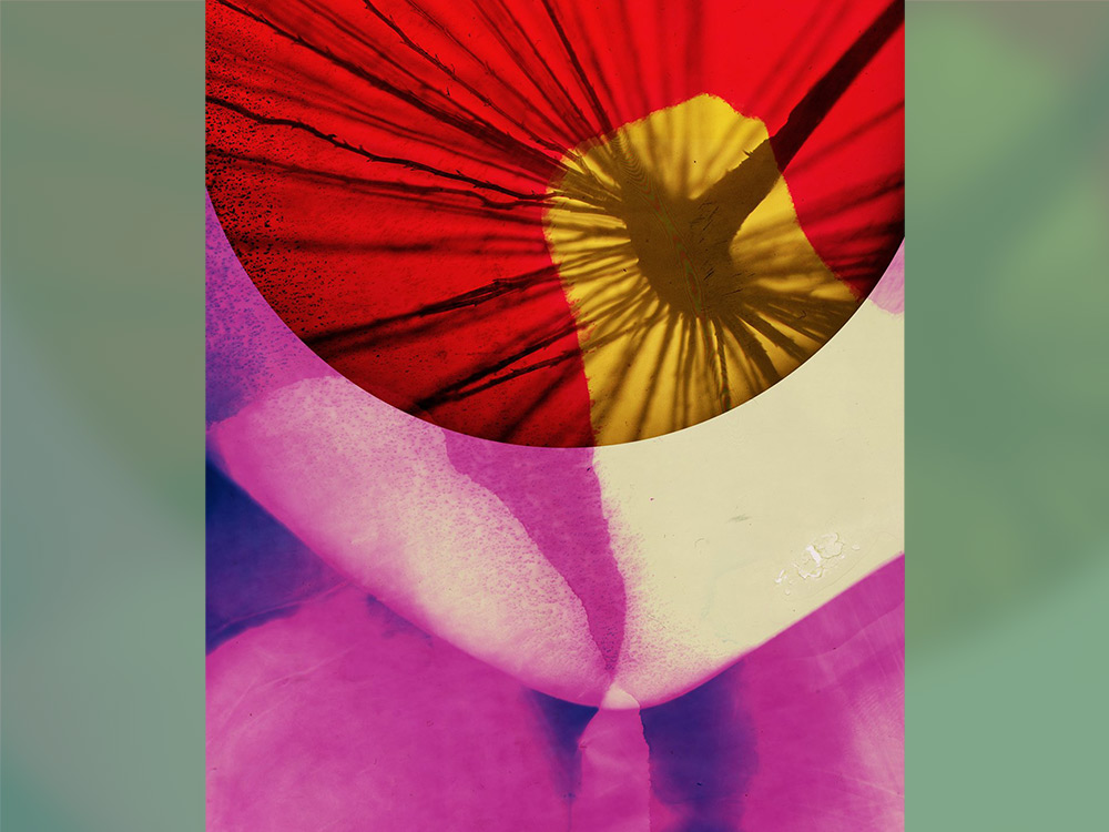 Abstract, colorful, floral image.