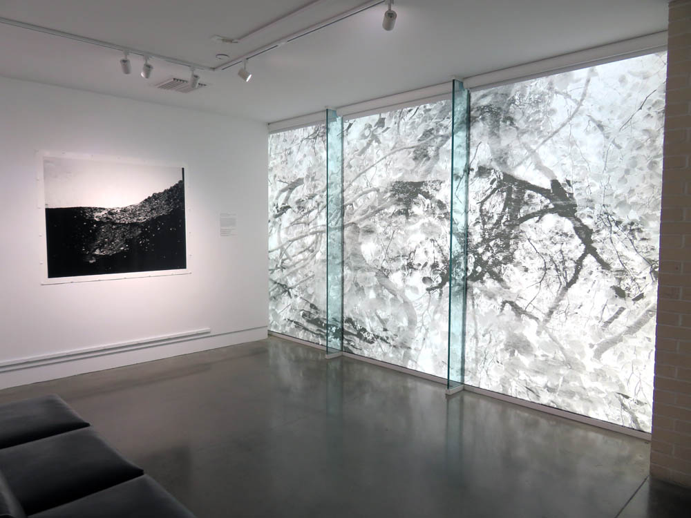 Large photo print installed on a gallery wall; a large image of tree branches covers and is lit by the windows.
