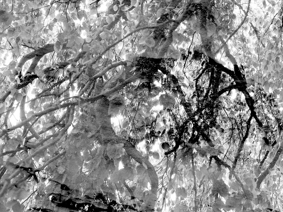 Black and white, tree-like image.