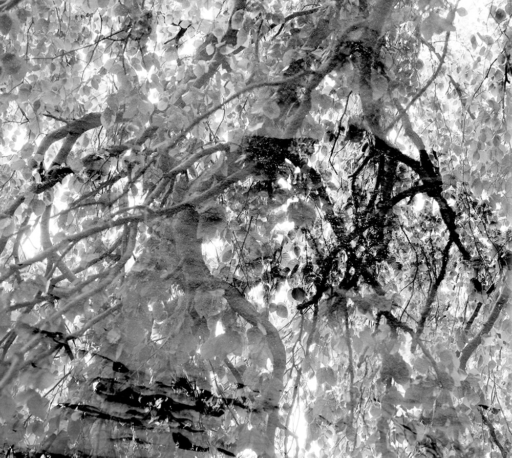 Black and white, tree-like image.