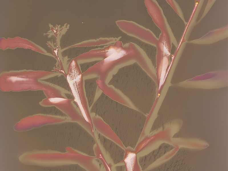 Anthotype photo print of a plant