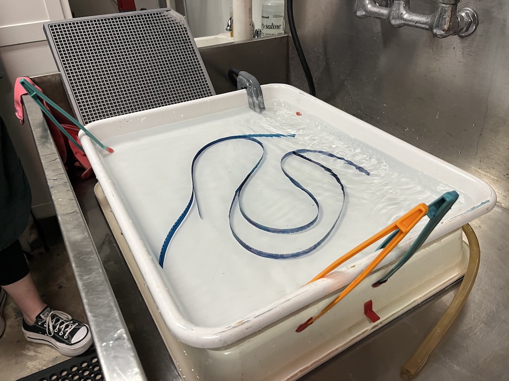 Film loop in water tray.