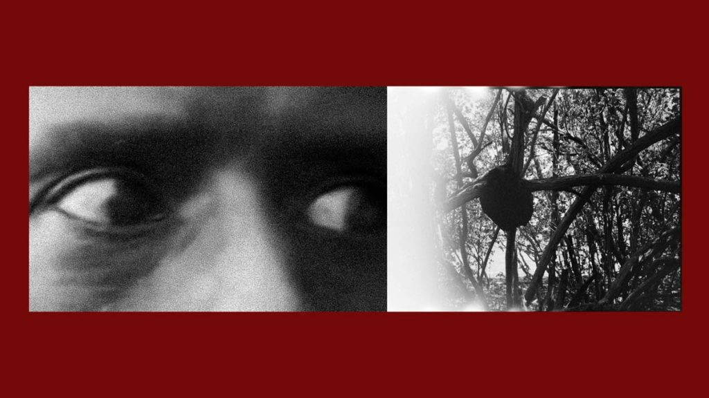 Two black and white still images. A pair of eyes and a beehive-like object in a tree.