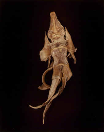 <strong>Hollis Frampton</strong>Chimaera (Challorhynchus Capensis)4 in portfolio ADSVMVS ABSVMVS 2 in an edition of 14,1982Chromogenic color print, 49.9 x 39.45 cmVisual Studies Workshop CollectionGift of the artist1986:0018:0006Aperture: 8Camera: NIKON D60Iso: 100Orientation: 1