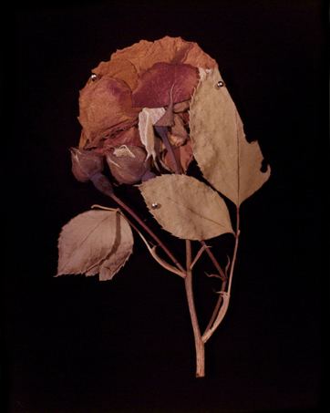 <strong>Hollis Frampton</strong> Rose (Rosa Damascena) 14 in portfolio ADSVMVS ABSVMVS, 2 in an edition of 14, 1982 Chromogenic color print, 50 x 39.5 cm Visual Studies Workshop Collection Gift of the artist 1986:0018:0016Aperture: 8Camera: NIKON D60Iso: 100Orientation: 1